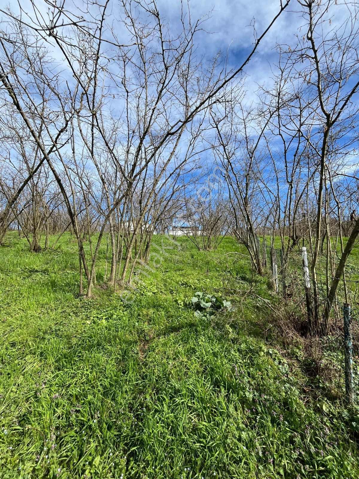 Ruşen Aydın Gayrimenkul Kaynaşlı Eski Köyde Satılık Arsa - Görsel 2