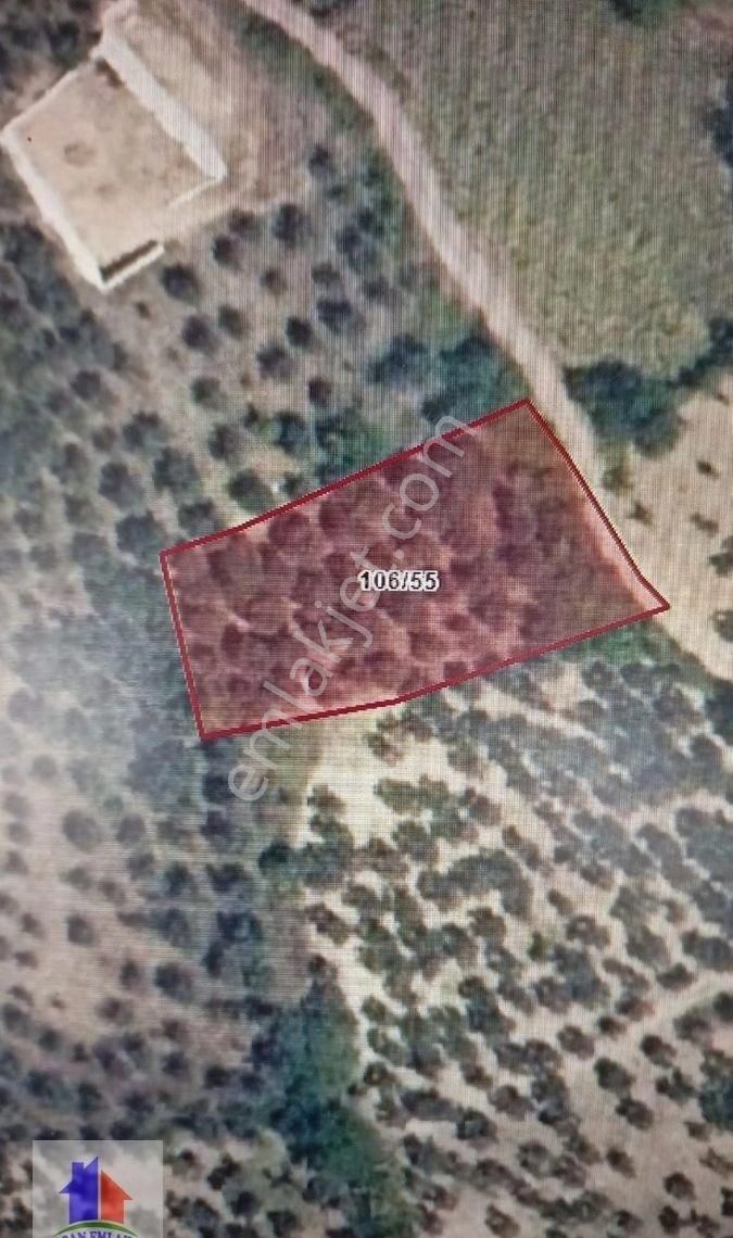 Mudanya Dereköy Mah.de Satılık Zeytinlik Arazi Ana Yola Yakın Kupon Yer Köye Çok Yakın 1460 M2 - Görsel 3