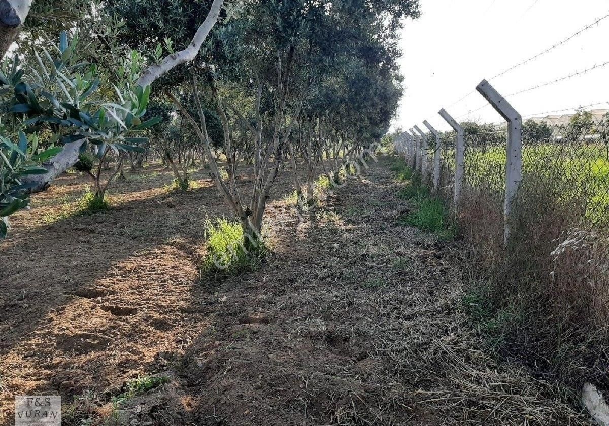 Satılık Tarım Arazisi aydın Germencik Ömerbeyli Konumunda 8404 M² Zeytinlik - Görsel 4