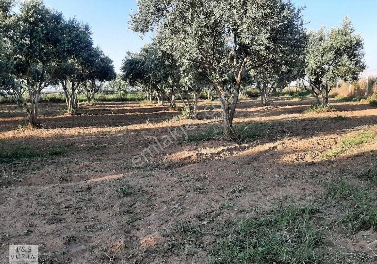 Satılık Tarım Arazisi aydın Germencik Ömerbeyli Konumunda 8404 M² Zeytinlik - Görsel 12