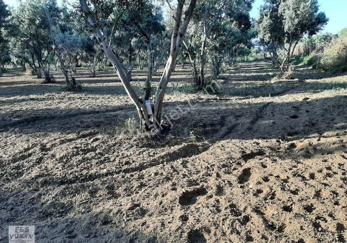 Satılık Tarım Arazisi aydın Germencik Ömerbeyli Konumunda 8404 M² Zeytinlik - Görsel 7