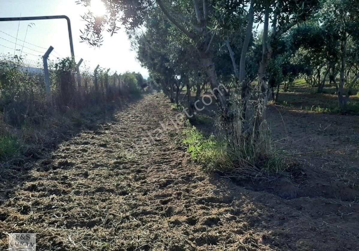 Satılık Tarım Arazisi aydın Germencik Ömerbeyli Konumunda 8404 M² Zeytinlik - Görsel 15