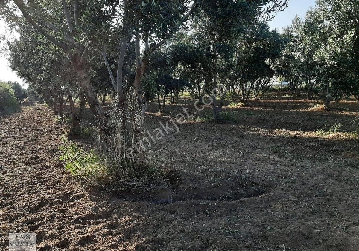 Satılık Tarım Arazisi aydın Germencik Ömerbeyli Konumunda 8404 M² Zeytinlik - Görsel 10