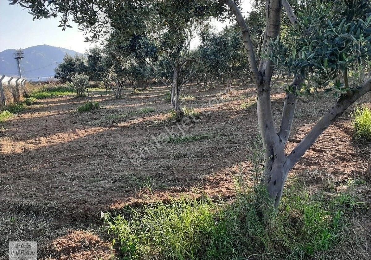 Satılık Tarım Arazisi aydın Germencik Ömerbeyli Konumunda 8404 M² Zeytinlik - Görsel 19