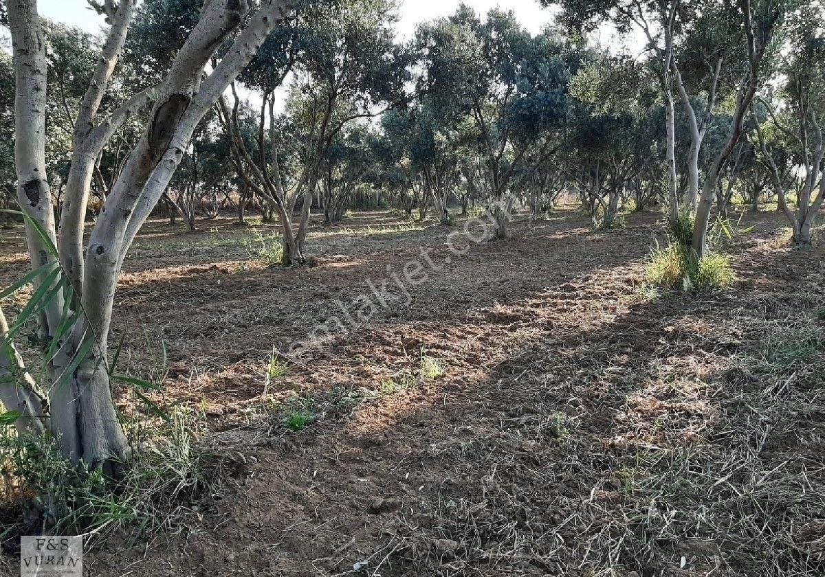 Satılık Tarım Arazisi aydın Germencik Ömerbeyli Konumunda 8404 M² Zeytinlik - Görsel 9