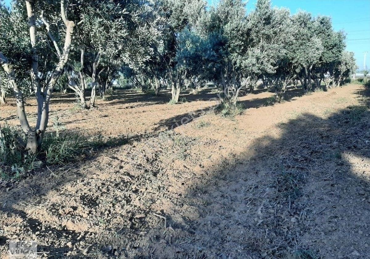 Satılık Tarım Arazisi aydın Germencik Ömerbeyli Konumunda 8404 M² Zeytinlik - Görsel 14