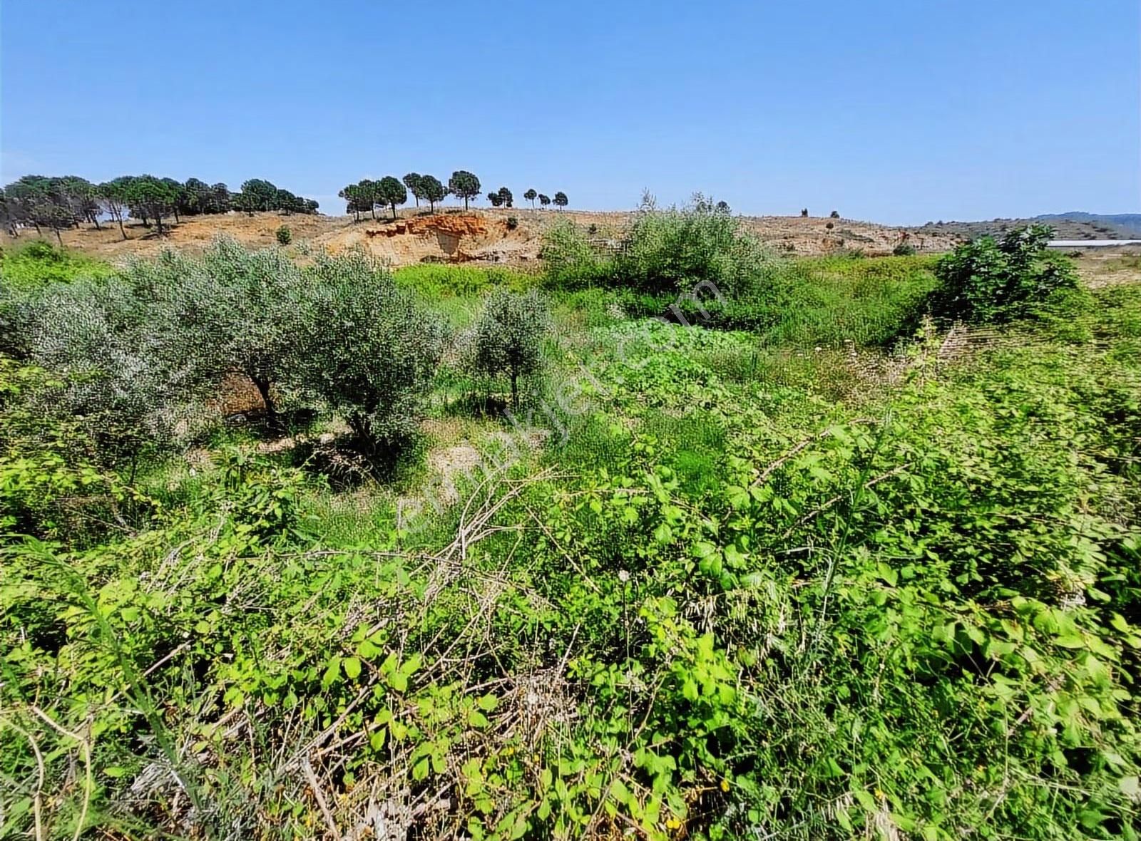 Köşebaşı 1775 M2 Hisseli Satılık Tarla - Görsel 2