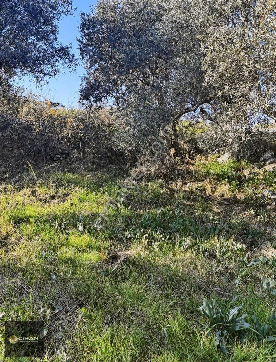 Davutlar Merkez 70 Metre Taban Oturumlu Tek Villalık Arsa - Görsel 8