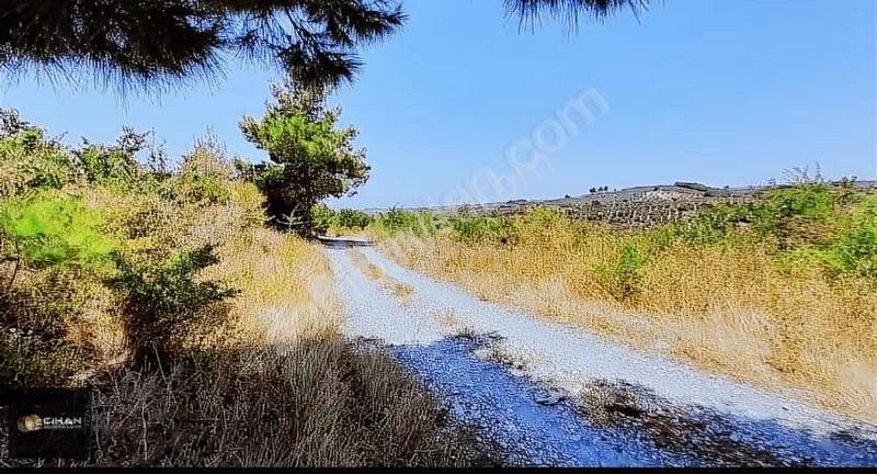 Söke Ağaçlı Köyünde Deniz Manzaralı Çiftlik - Görsel 4