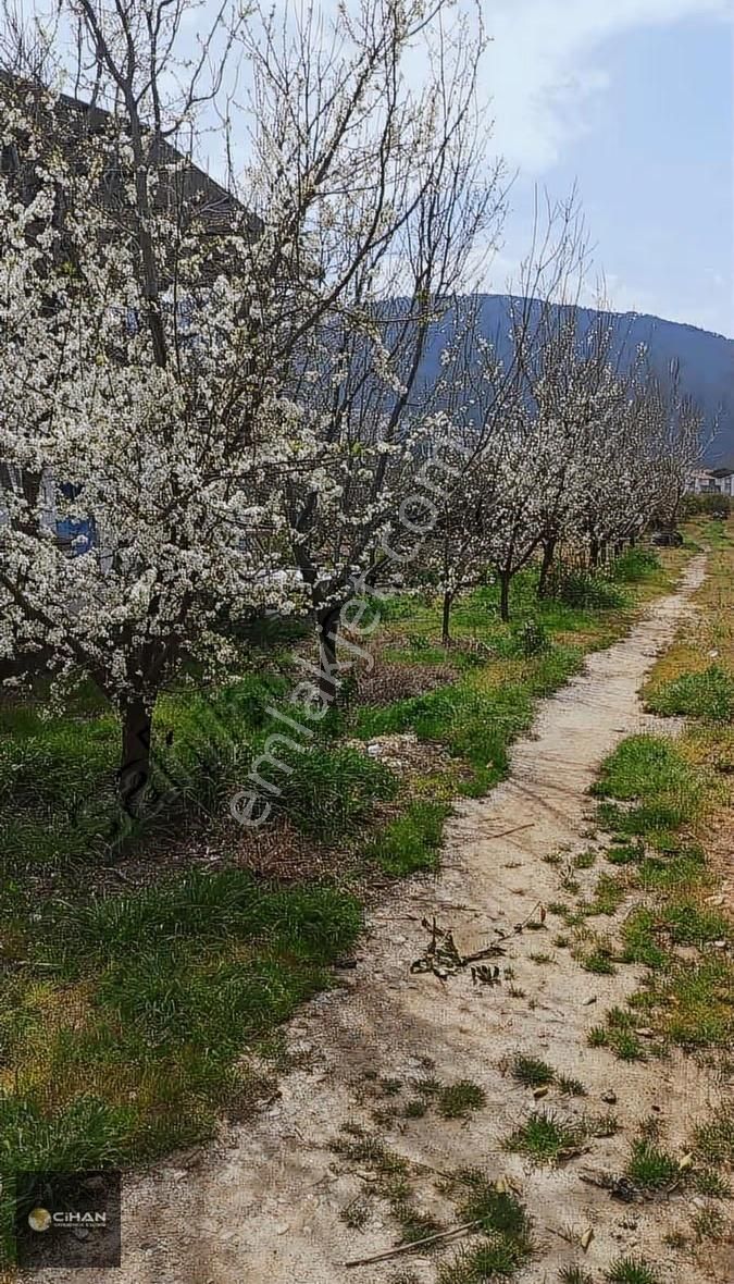Söke Ağaçlı Köyünde Deniz Manzaralı Çiftlik
