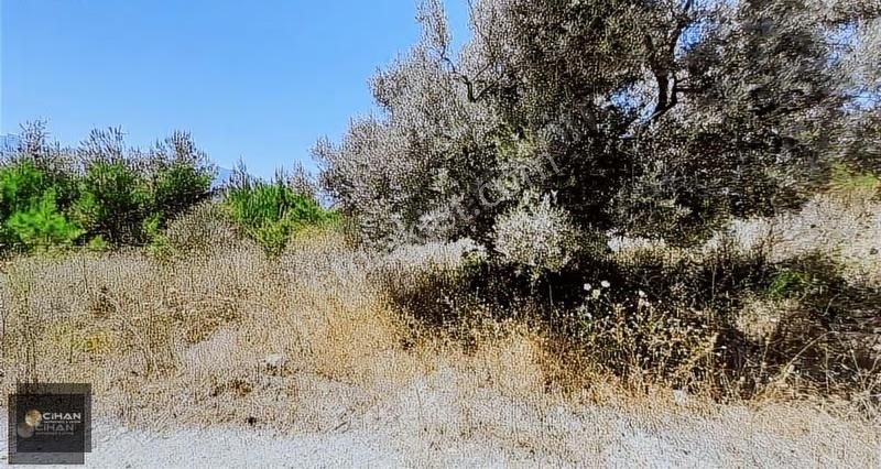 Söke Ağaçlı Köyünde Deniz Manzaralı Çiftlik - Görsel 3