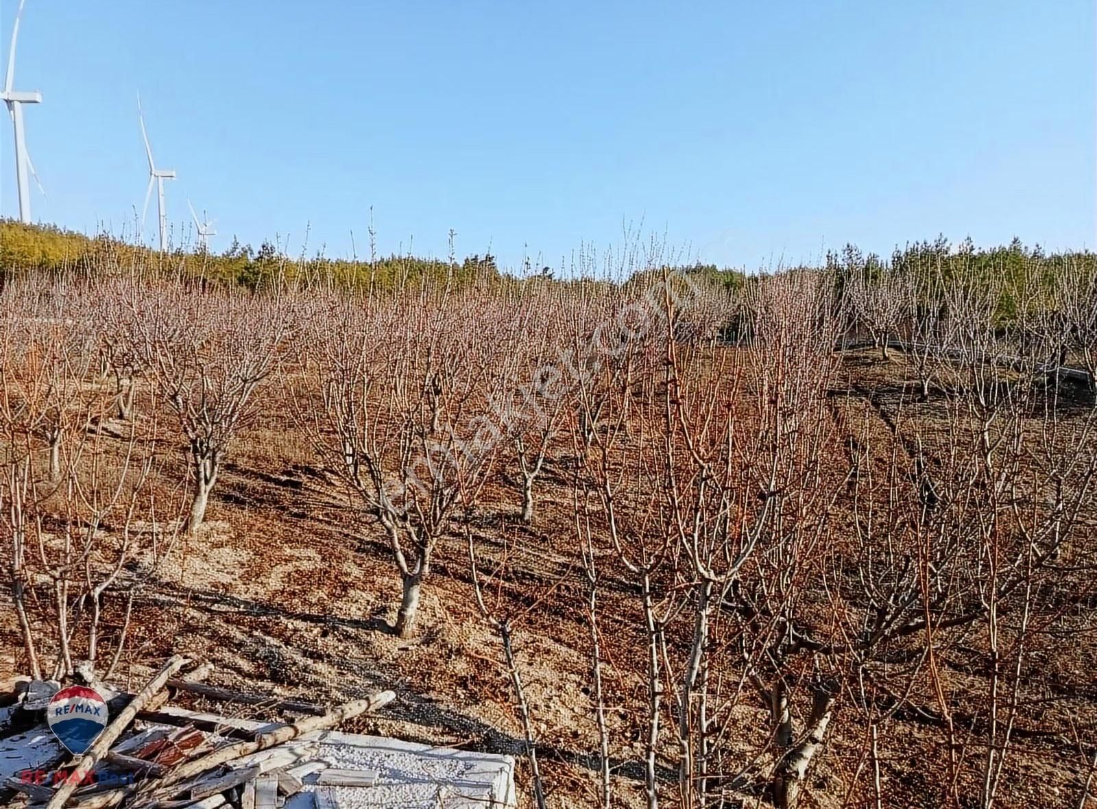 30 Bonova Yaka Köy'de Satılık Meyve Bahçeli Tarla - Görsel 2