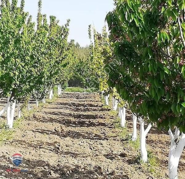 30 Bonova Yaka Köy'de Satılık Meyve Bahçeli Tarla - Görsel 9