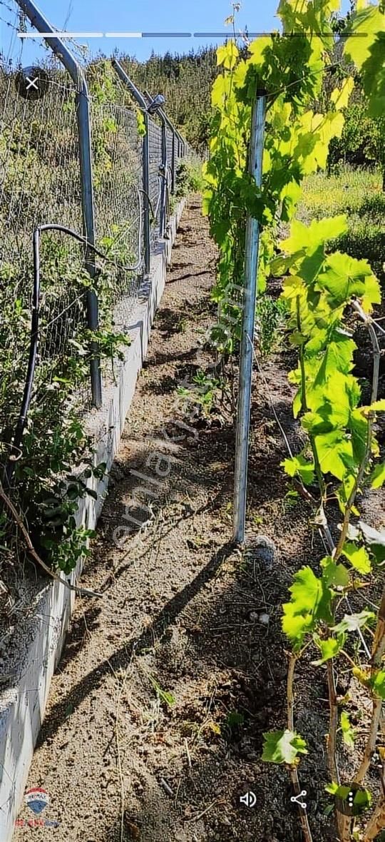 30 Bonova Yaka Köy'de Satılık Meyve Bahçeli Tarla - Görsel 17