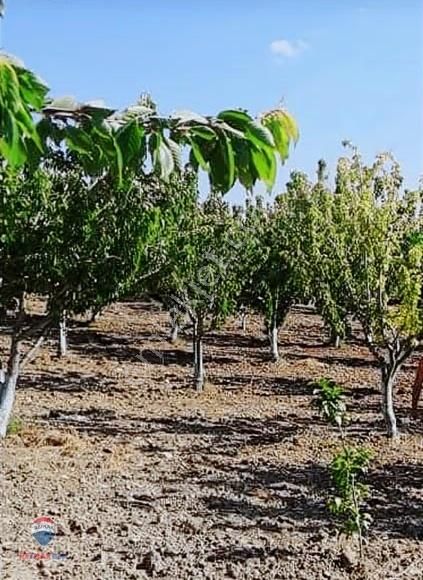 30 Bonova Yaka Köy'de Satılık Meyve Bahçeli Tarla - Görsel 7