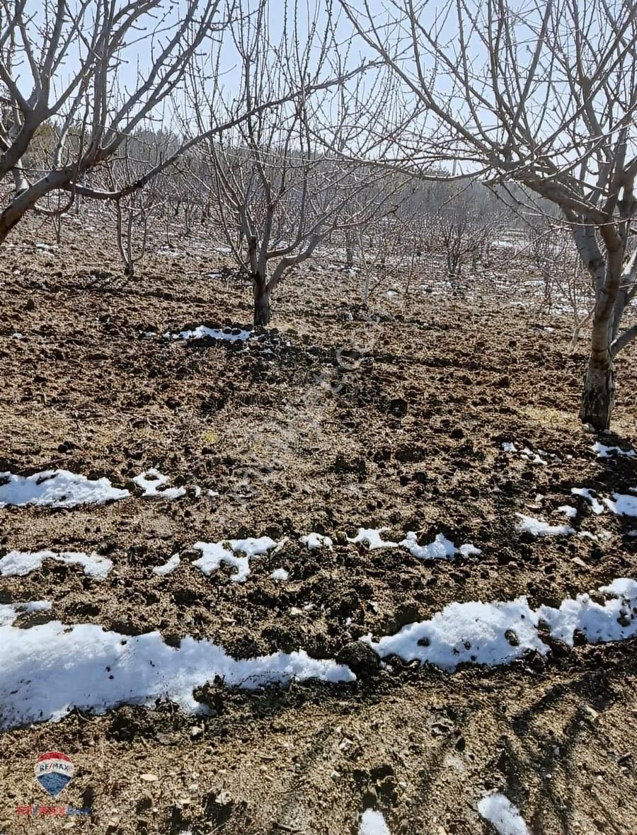 30 Bonova Yaka Köy'de Satılık Meyve Bahçeli Tarla - Görsel 8