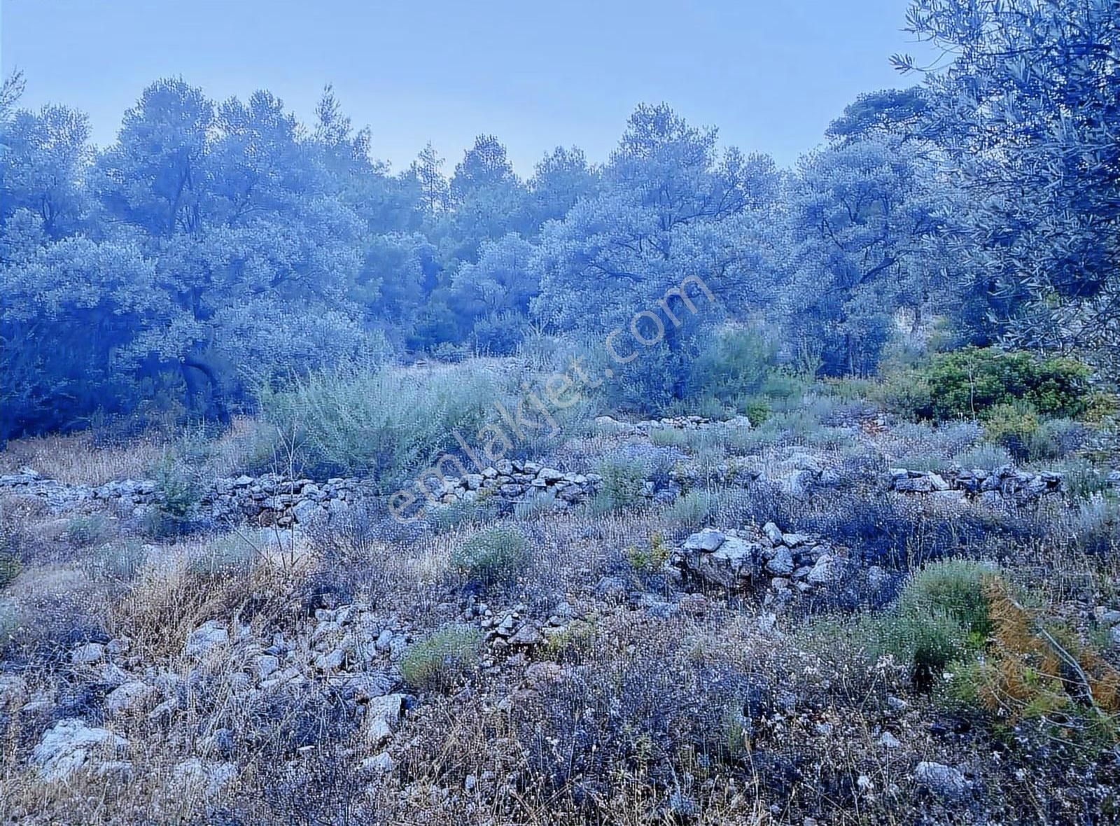 Bodrum Kızılağaç'ta Müstakil Deniz Manzaralı Tarla - Görsel 4