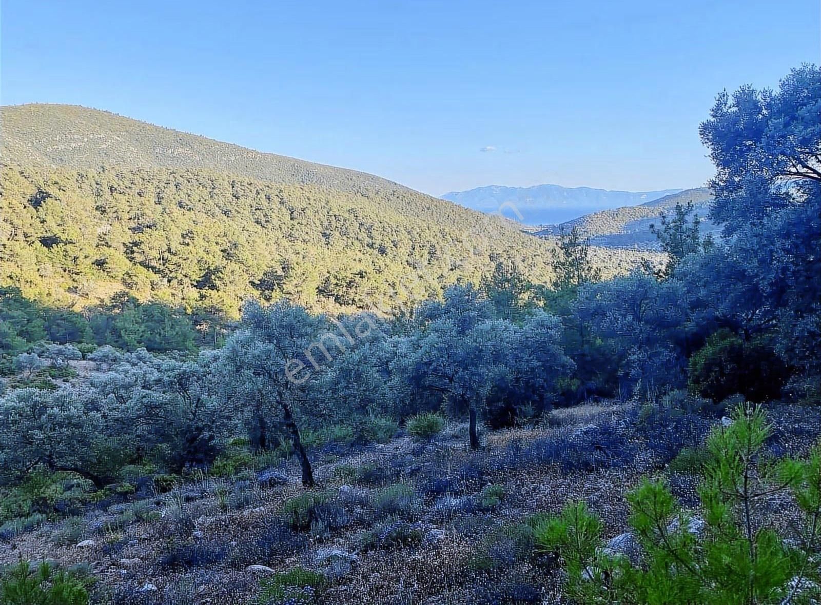 Bodrum Kızılağaç'ta Müstakil Deniz Manzaralı Tarla