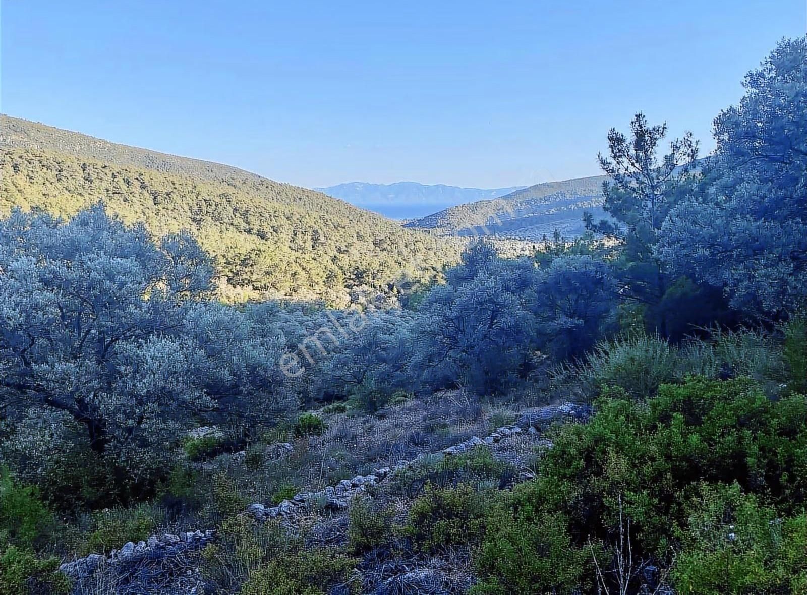Bodrum Kızılağaç'ta Müstakil Deniz Manzaralı Tarla - Görsel 5