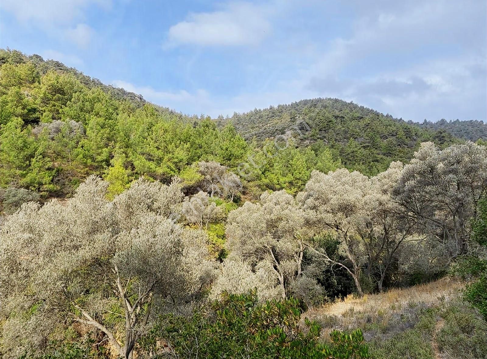Bodrum Kızılağaç'ta Satılık 15.000 M² Müstakil Yatırımlık Tarla - Görsel 8