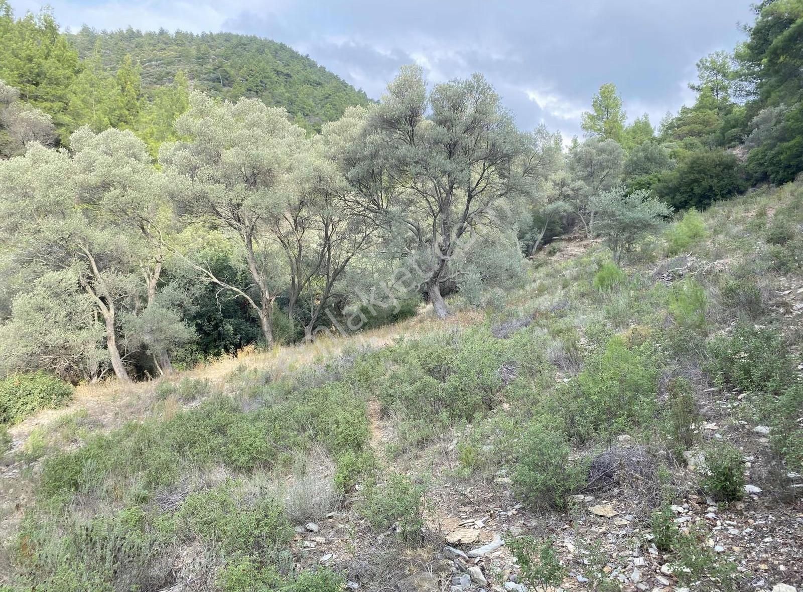 Bodrum Kızılağaç'ta Satılık 15.000 M² Müstakil Yatırımlık Tarla - Görsel 2
