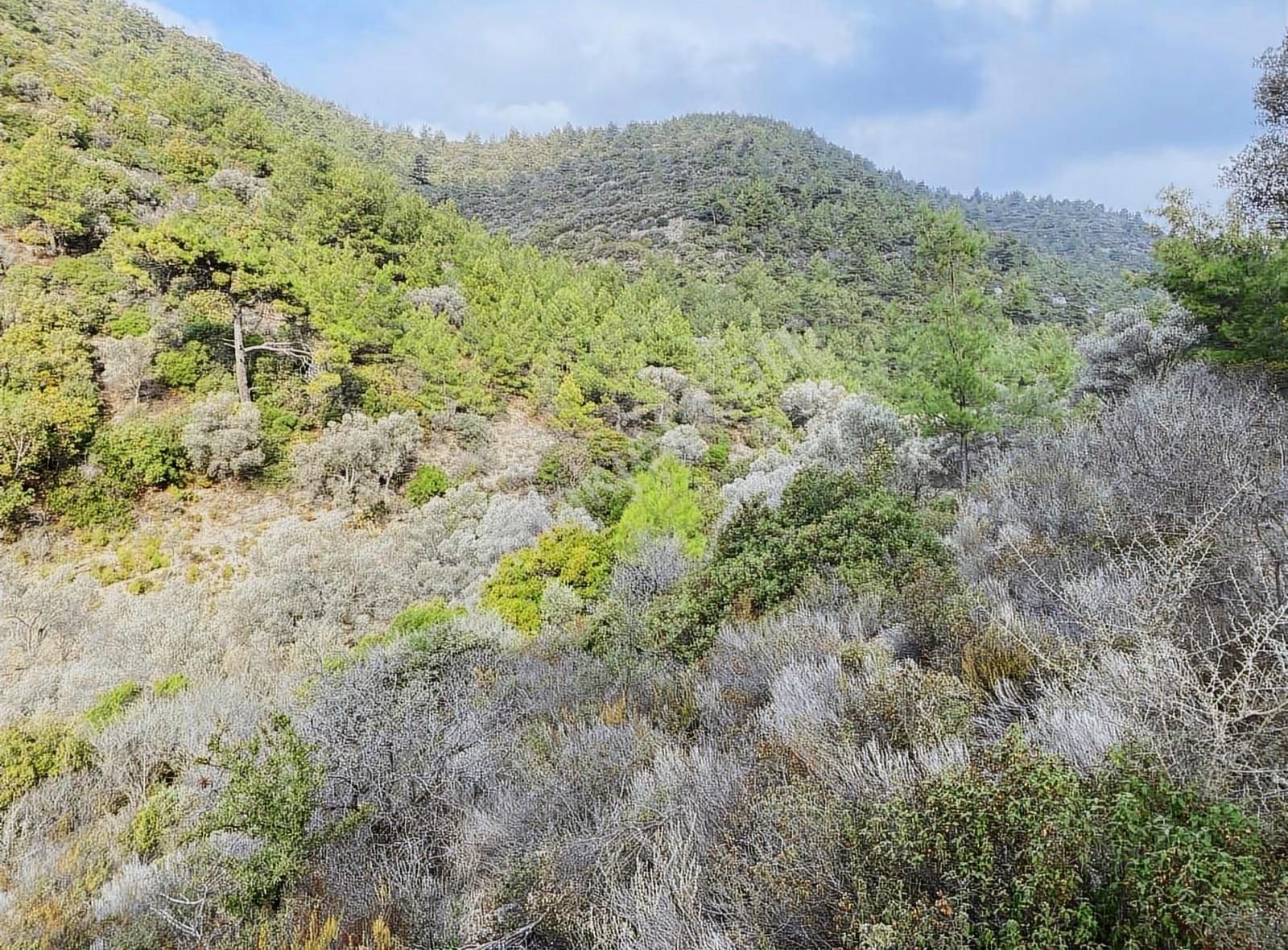 Bodrum Kızılağaç'ta Satılık 15.000 M² Müstakil Yatırımlık Tarla