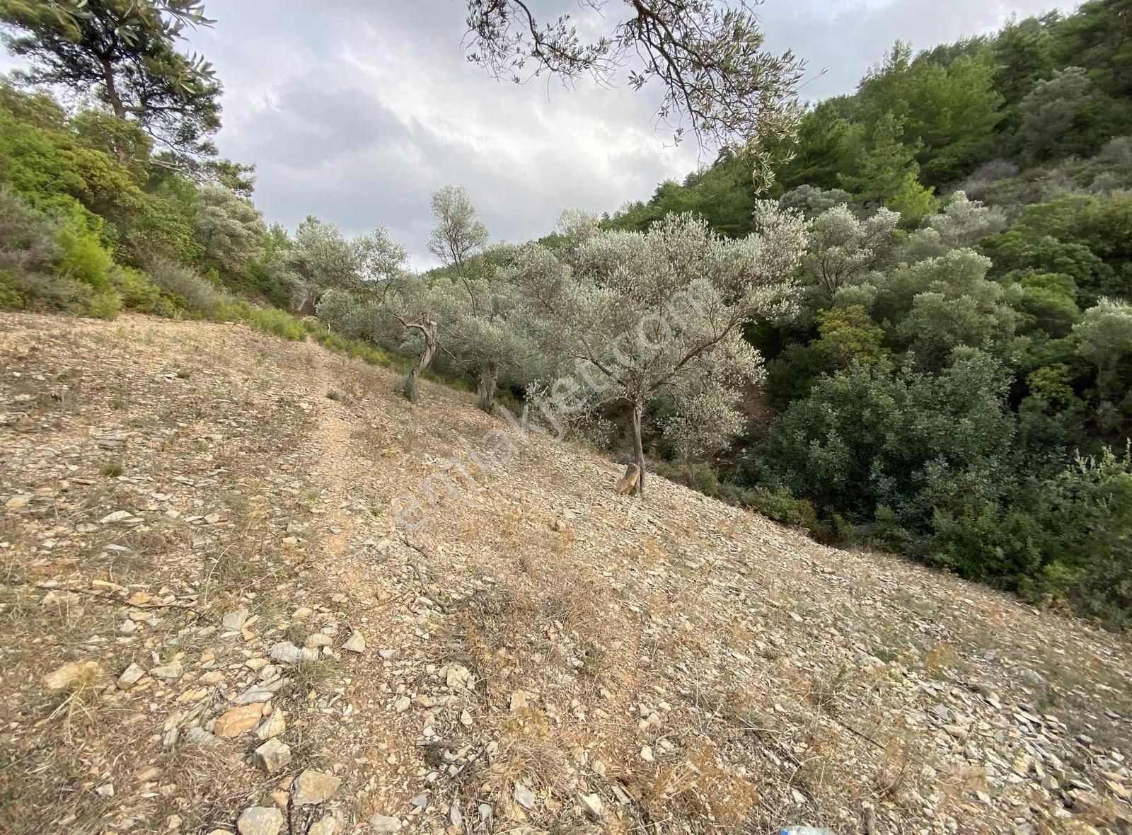 Bodrum Kızılağaç'ta Satılık 15.000 M² Müstakil Yatırımlık Tarla - Görsel 6