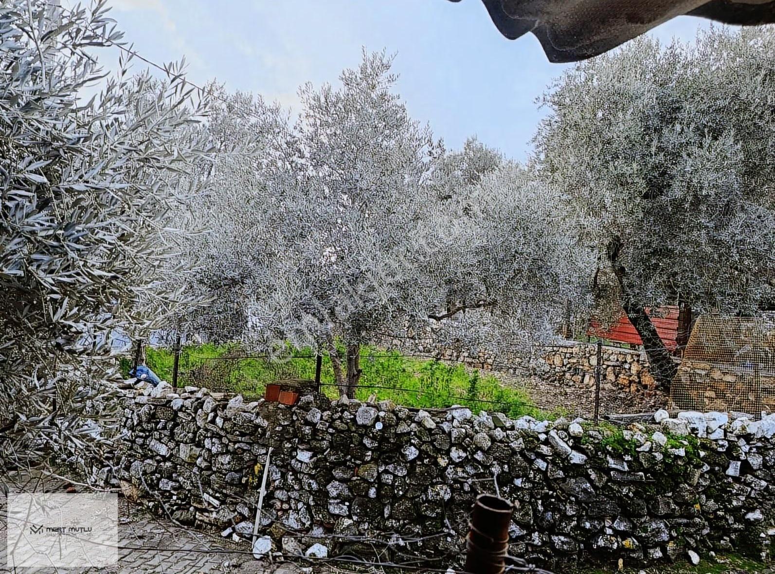 Hasan Göktepe Den Sahile 5dk Mesafede Müstakil Bahçeli Köy Evi - Görsel 3