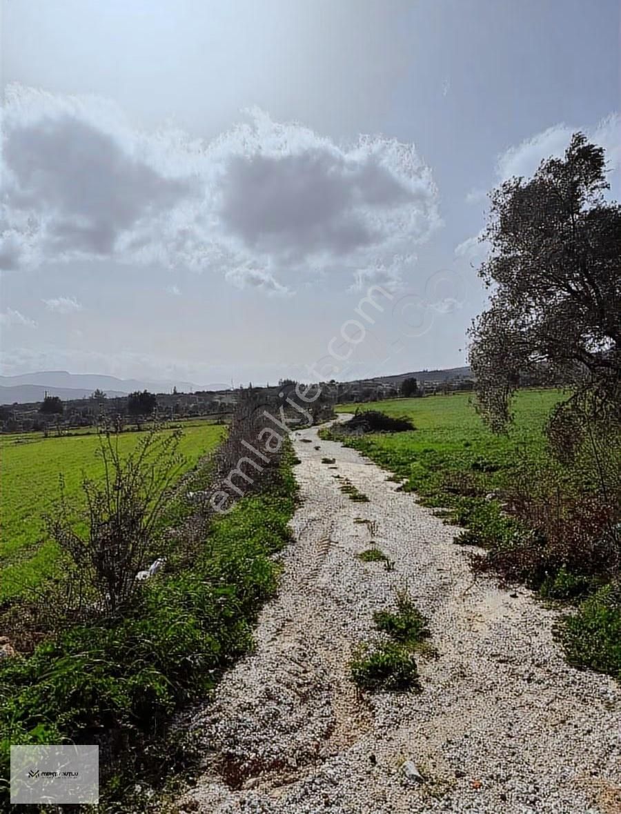 Hasan Göktepe Den Çam Köyde Firsat Arazi