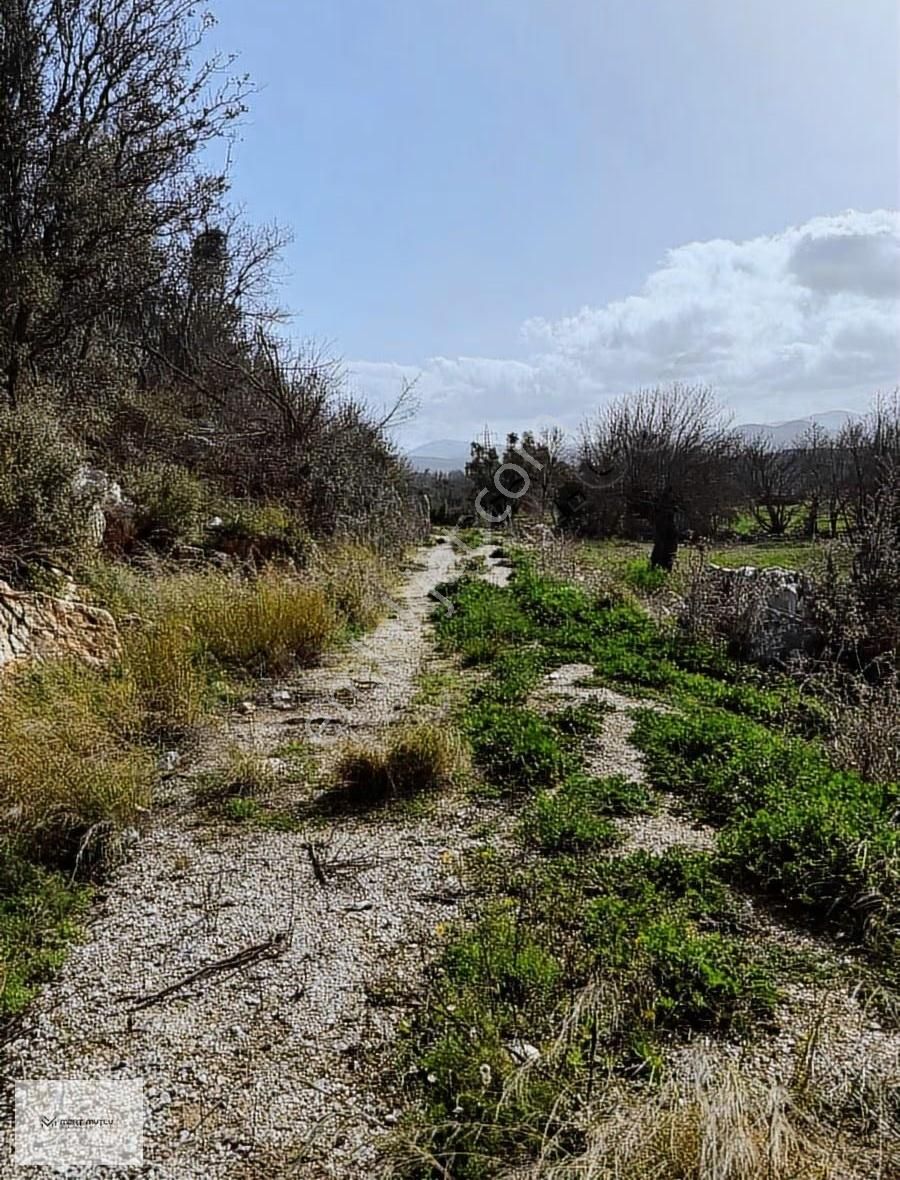 Hasan Göktepe Den Çam Köyde Firsat Arazi - Görsel 8