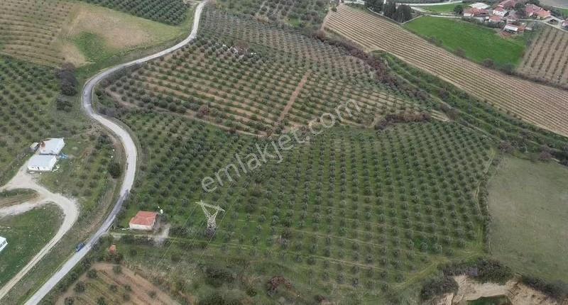 Yatırımlık Asfalt Yola Cepheli 26500 M2 Satılık Zeytinlik - Görsel 19