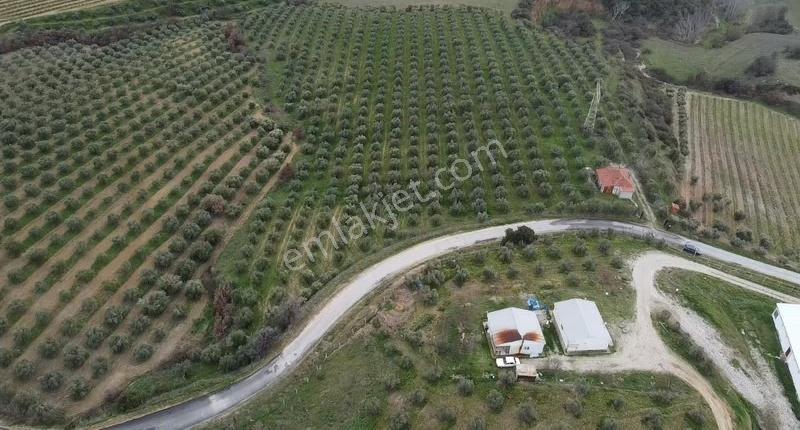 Yatırımlık Asfalt Yola Cepheli 26500 M2 Satılık Zeytinlik - Görsel 4