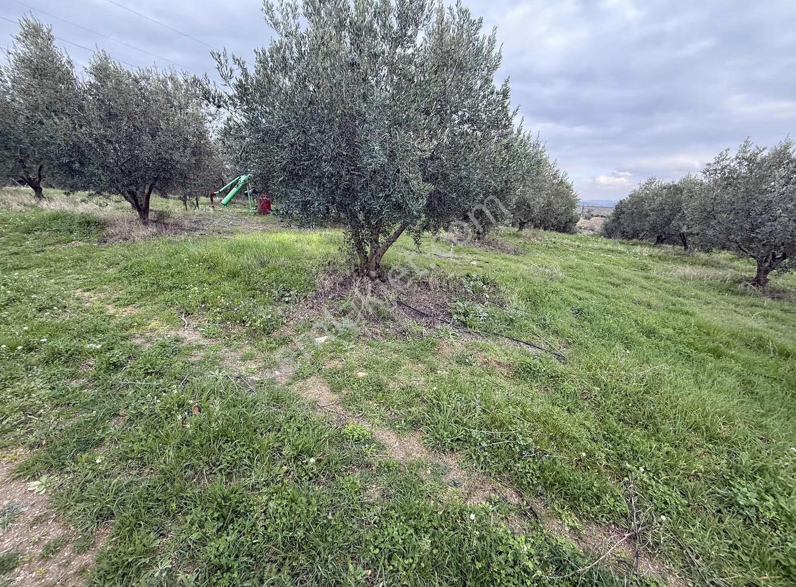 Yatırımlık Asfalt Yola Cepheli 26500 M2 Satılık Zeytinlik - Görsel 3