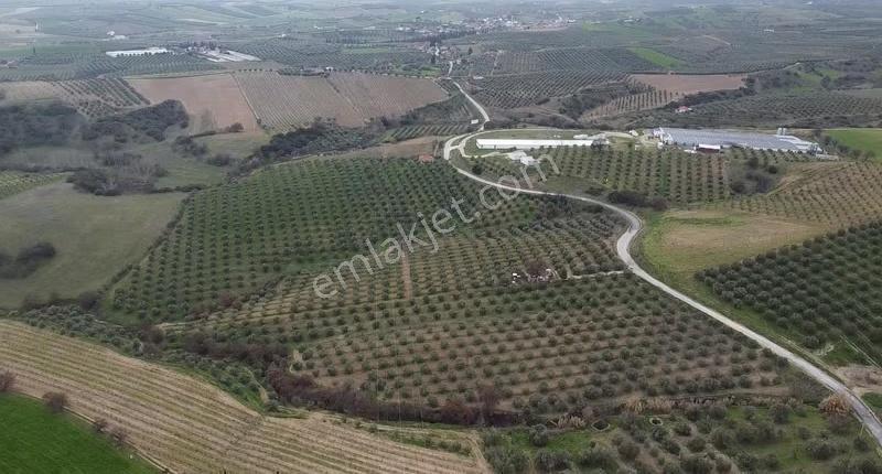 Yatırımlık Asfalt Yola Cepheli 26500 M2 Satılık Zeytinlik - Görsel 23