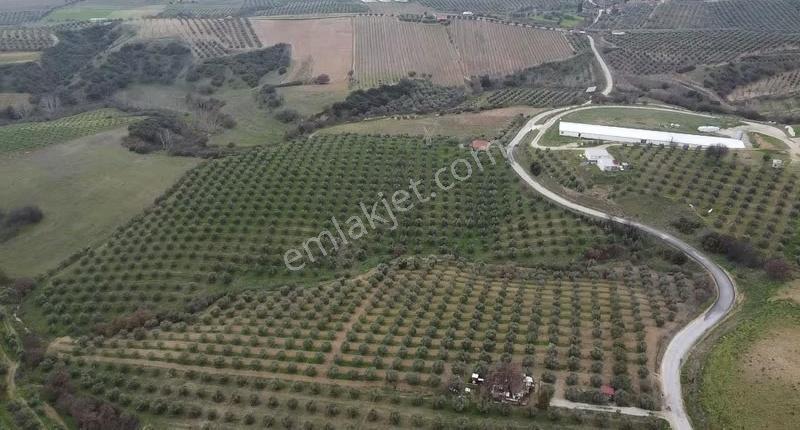 Yatırımlık Asfalt Yola Cepheli 26500 M2 Satılık Zeytinlik - Görsel 22