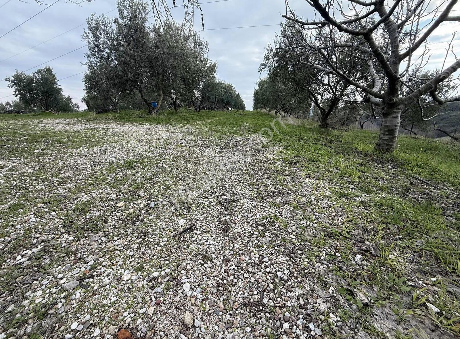 Yatırımlık Asfalt Yola Cepheli 26500 M2 Satılık Zeytinlik - Görsel 13