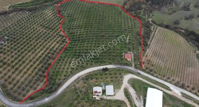Yatırımlık Asfalt Yola Cepheli 26500 M2 Satılık Zeytinlik - Görsel 20