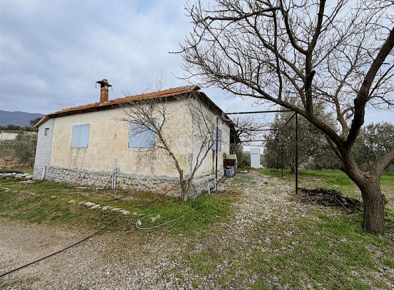 Yatırımlık Asfalt Yola Cepheli 26500 M2 Satılık Zeytinlik - Görsel 14