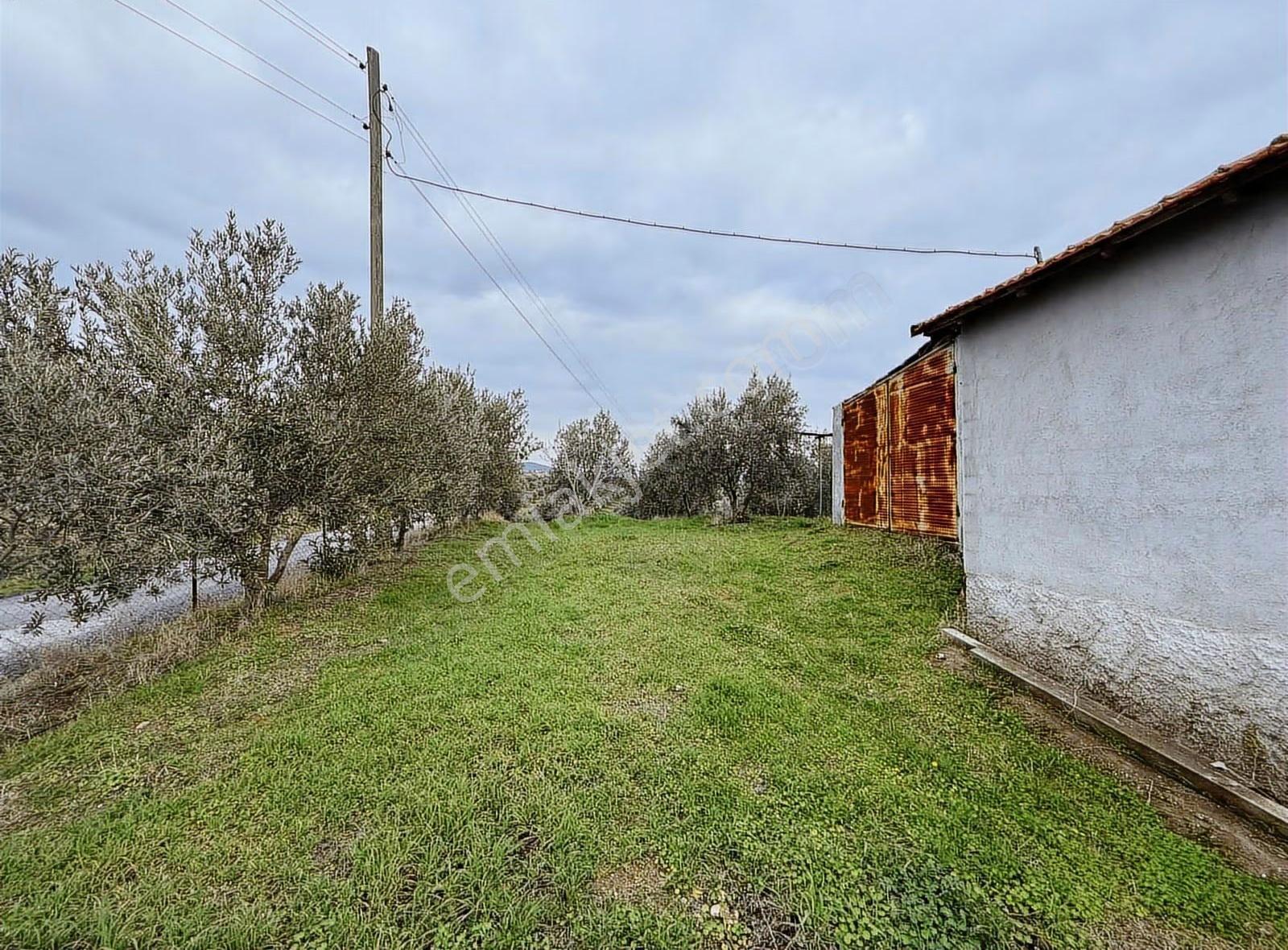 Yatırımlık Asfalt Yola Cepheli 26500 M2 Satılık Zeytinlik - Görsel 8