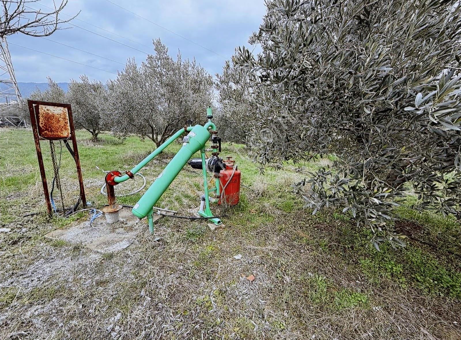 Yatırımlık Asfalt Yola Cepheli 26500 M2 Satılık Zeytinlik - Görsel 7