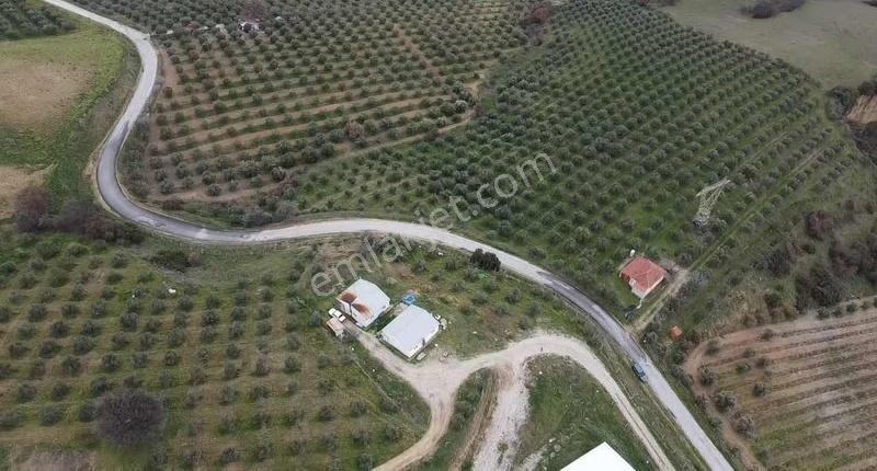 Yatırımlık Asfalt Yola Cepheli 26500 M2 Satılık Zeytinlik - Görsel 25