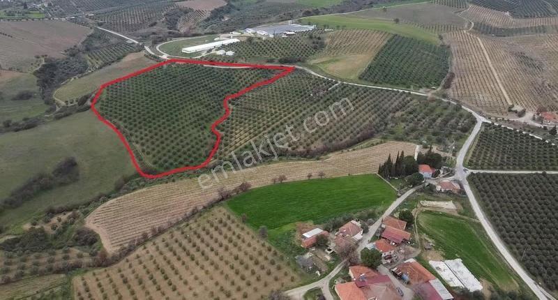 Yatırımlık Asfalt Yola Cepheli 26500 M2 Satılık Zeytinlik - Görsel 16