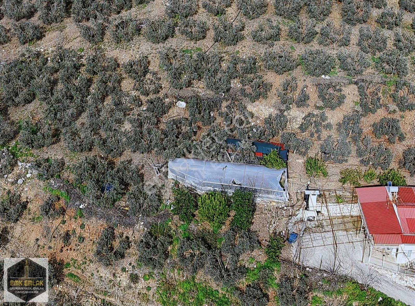 Bmk'dan Erentepe'de Satılık Zeytinlik & Meyve Bahçesi - Görsel 20