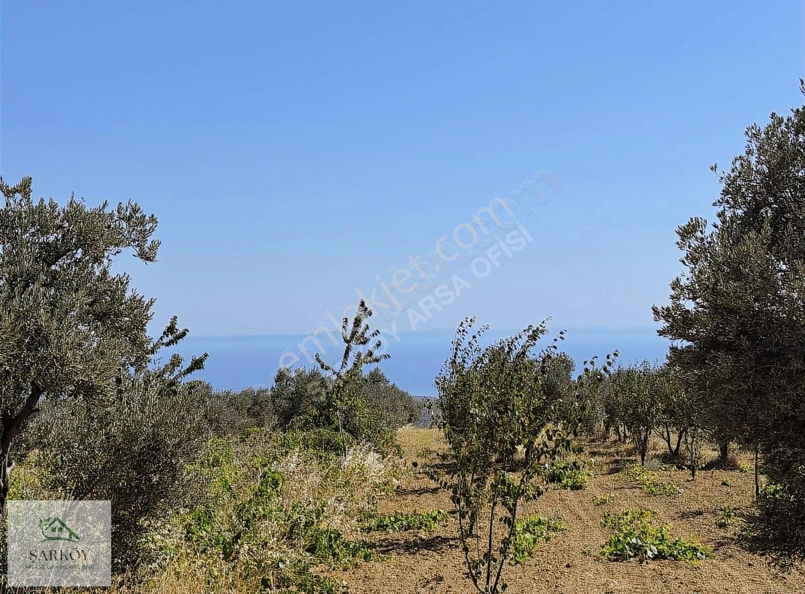 Şarköy Çınarlı'da Deniz Manzaralı Uygun Fiyatlı Arsa - Görsel 4