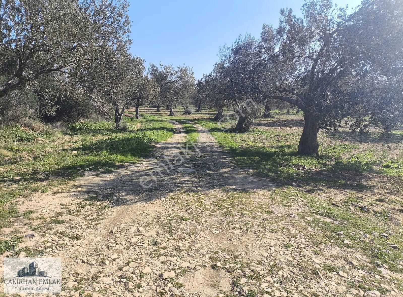 Şakran Bozburun Mevki Harika Lokasyon Satılık İmarlı Arsa - Görsel 10