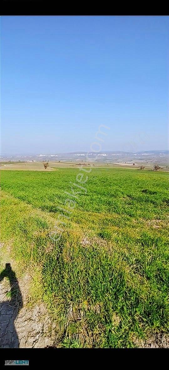 Bay-lent'den Paşaköy'de Yola Cepheli Satılık 2 Adet Tarla
