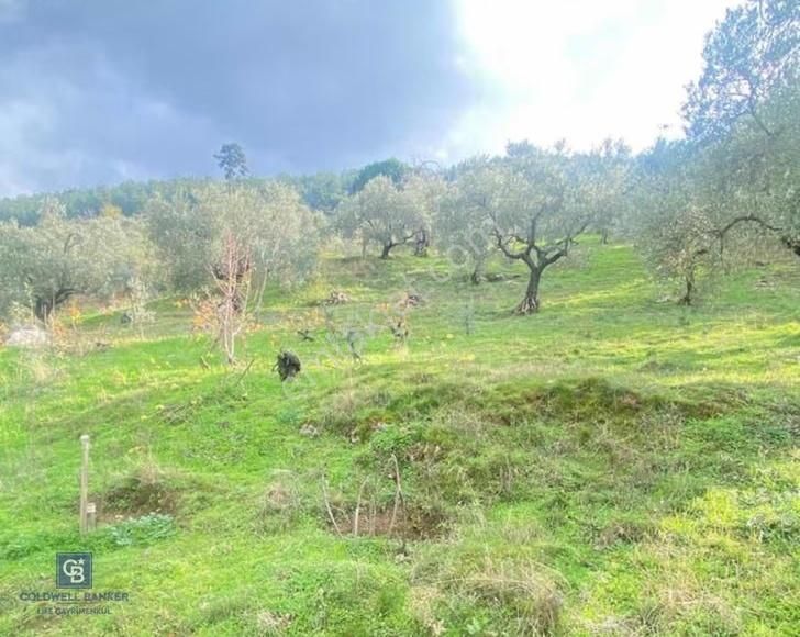 Armutlu'da 5822 M2 Tarla