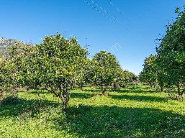 Muğla Köyceğizde Satılık Tarla Ve Müstakil Daıreler - Görsel 33