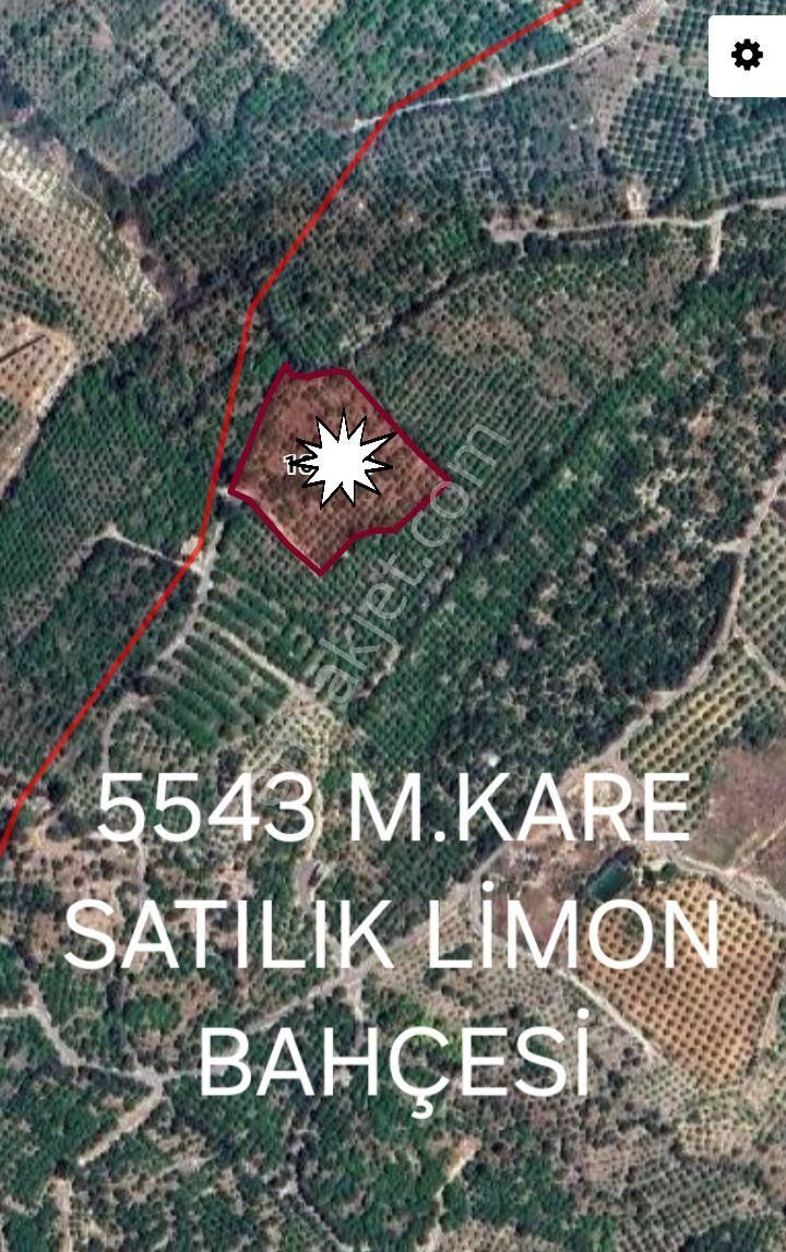 Mersin Erdemli Pınarbaşı Mahallesinde 5500 M.kare Satılık Limon Bahçesi-tarla