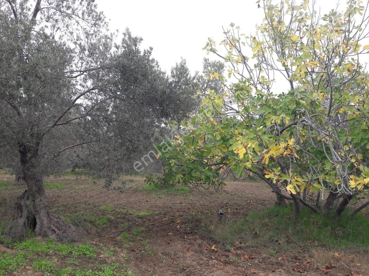 Havran'da Eryılmaz Gayrimenkul'den 4300 M2 Yatırımlık Düz Zeytinlik - Görsel 17